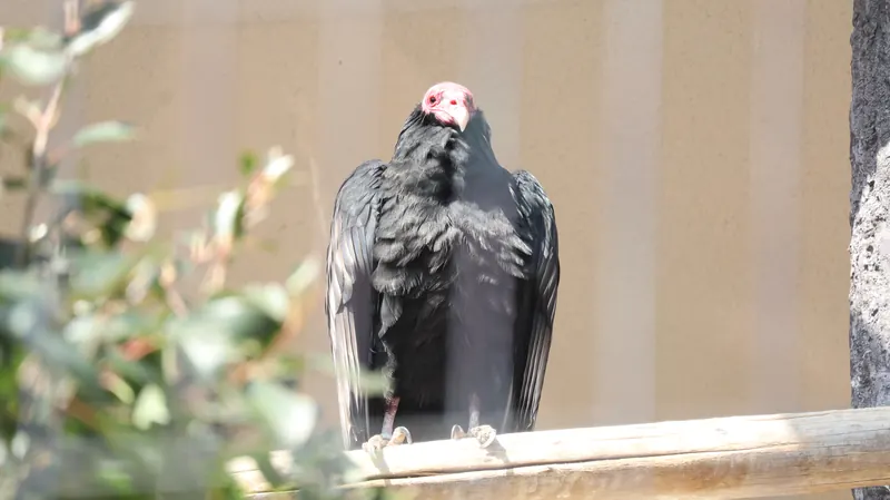 止まり木にとまるハゲワシ
