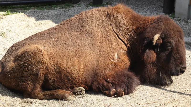 日なたで伏せて休むアメリカバイソン