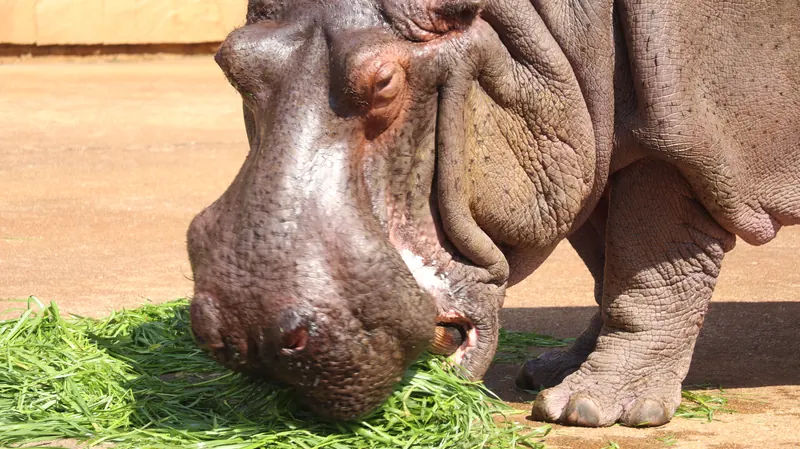 草を食べるカバの顔