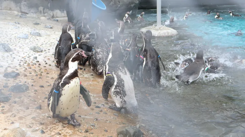 水辺を歩くペンギンの群れ