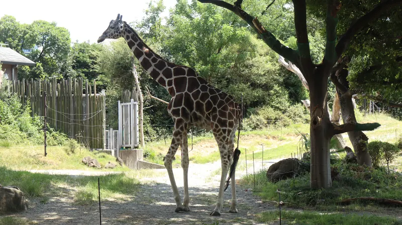 緑の中を歩くキリン
